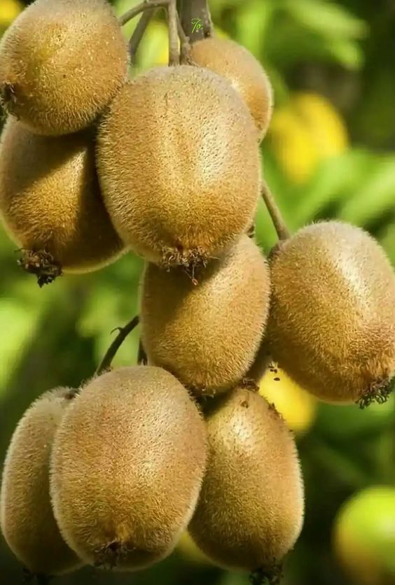 Agac Asilama Ile Agacin Omrunu Ve Verimini Arttirmanin Yollari Ustamgeliyor Blog