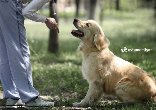 köpek eğitimi ustamgeliyor.jpg