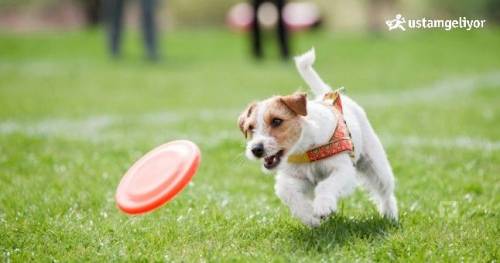 köpek eğitimleri dersi ustamgeliyor.jpg