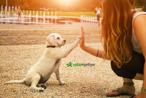 köpek eğitimi fiyatları ustamgeliyor.jpg