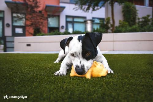 köpek eğitimi ustamgeliyor.jpg